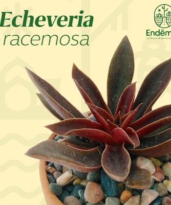 Echeveria "Racemosa"
