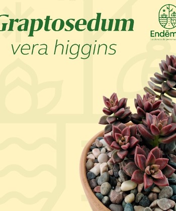 Graptosedum “Vera Higgins”