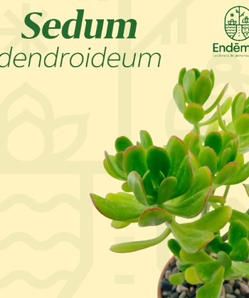 Sedum “Dendroideum”