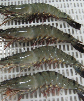 Black-Tiger Shrimp Raw