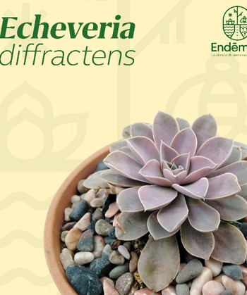 Echeveria “Diffractens”