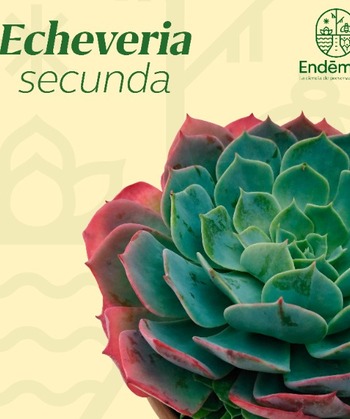 Echeveria “Secunda"