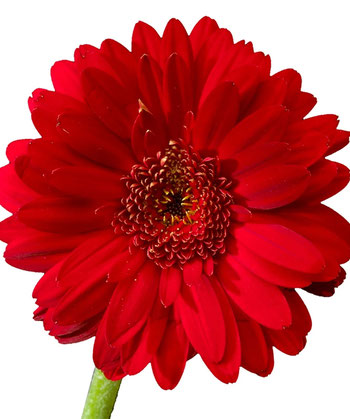 LiquidSeal Gerbera