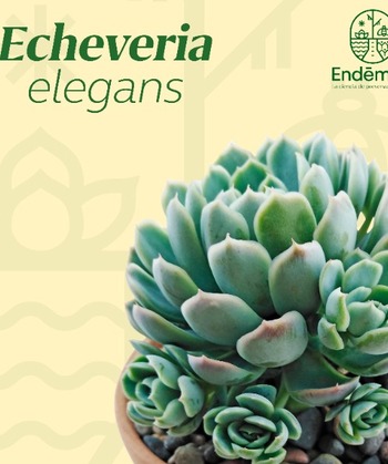 Echeveria “Elegans"