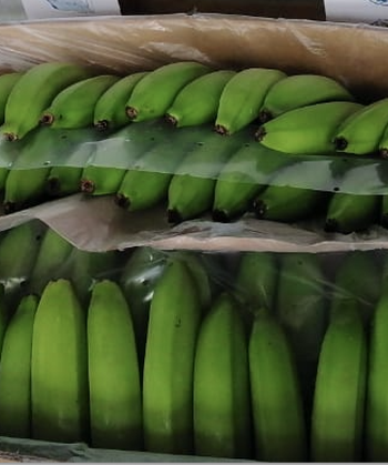 Wholesale Bananas | Wholesale Bananas Suppliers