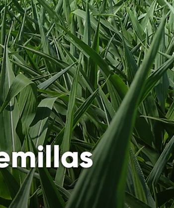 Semillas