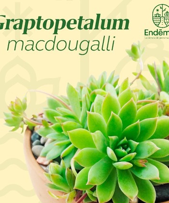 Graptopetalum “Macdougallii"