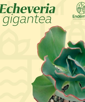 Echeveria “Gigantea”