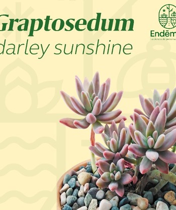 Graptosedum “Darley Sunshine”